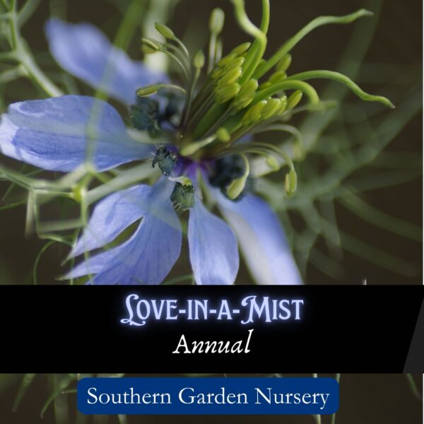 Love in a Mist seeds, Nigella damascene