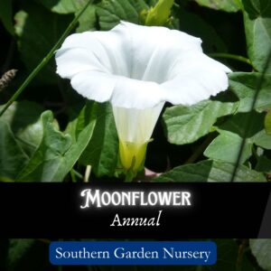 Moonflower or Ipomea alba