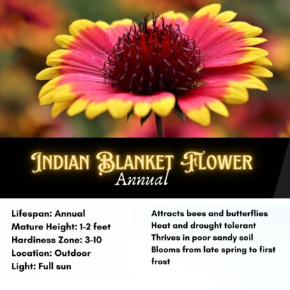 Blanket Flower Seeds / Gaillardia aristata - Image 2