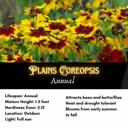 Plains Coreopsis Seeds / Coreopsis tinctoria - Image 2