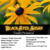 Black-eyed Susan Seeds, Rudbeckia hirta - Image 2