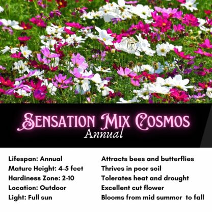 Sensation Mix Cosmos Seeds / Cosmos bipinnatus 'Sensation Mix' - Image 2