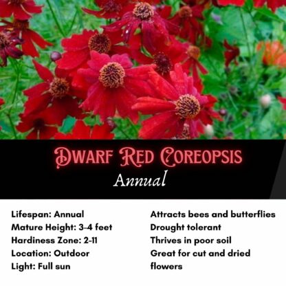 Dwarf Red Plains Coreopsis Seeds / Coreopsis tinctoria - Image 2
