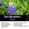 Texas Bluebonnets Seeds, Lupinus texensis - Image 2