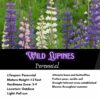 Wild Lupines Seeds, Lupin perennis - Image 2