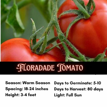 Floradade Tomato Seeds / Lycopersicon lycopersicum 'Floradade' - Image 2
