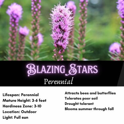 Blazing Stars / Gayfeather Seeds / Liatris spicata - Image 2