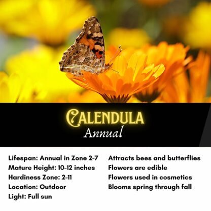 Calendula Seeds, Pot Marigold / Calendula officinalis - Image 2