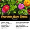 California Giant Zinnia Seeds, Zinnia Elegans - Image 2