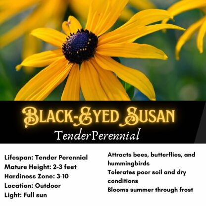 Black-eyed Susan Seed / Rudbeckia hirta - Image 2