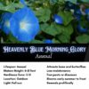 Heavenly Blue Morning Glory, Free Shipping, Ipomea tricolor - Image 2