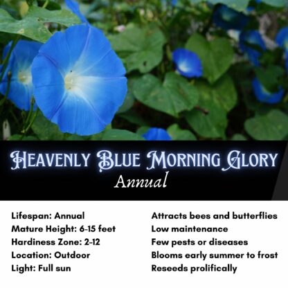 Heavenly Blue Morning Glory / Ipomea tricolor - Image 2