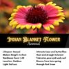 Indian Blanket Flower Seeds, Gaillardia pulchella - Image 2