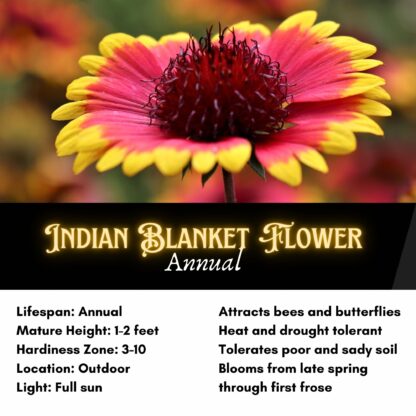 Indian Blanket Flower Seeds / Gaillardia pulchella - Image 2