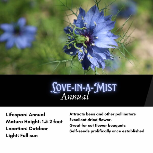 Love-in-a-Mist Seeds, Nigella damascena - Image 2