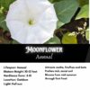 Moonflower Seeds, Ipomea alba - Image 2