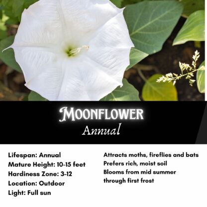 Moonflower Seeds / Ipomea alba - Image 2