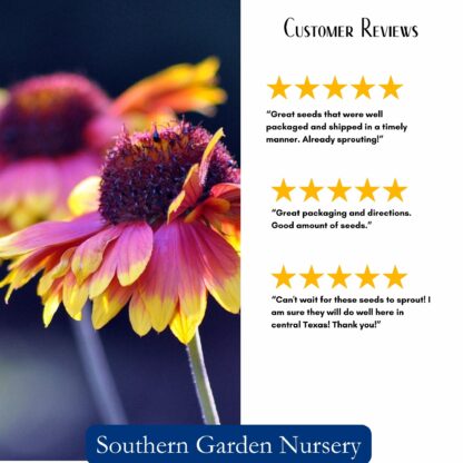 Blanket Flower Seeds / Gaillardia aristata - Image 3