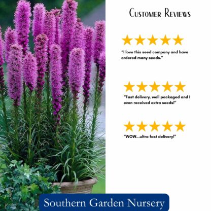 Blazing Stars / Gayfeather Seeds / Liatris spicata - Image 3