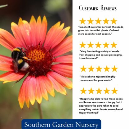 Indian Blanket Flower Seeds / Gaillardia pulchella - Image 3