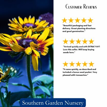 Black-eyed Susan Seed / Rudbeckia hirta - Image 3