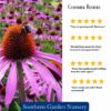 Purple Coneflower Seeds, Echinacea purpurea - Image 2