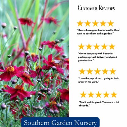 Dwarf Red Plains Coreopsis Seeds / Coreopsis tinctoria - Image 3