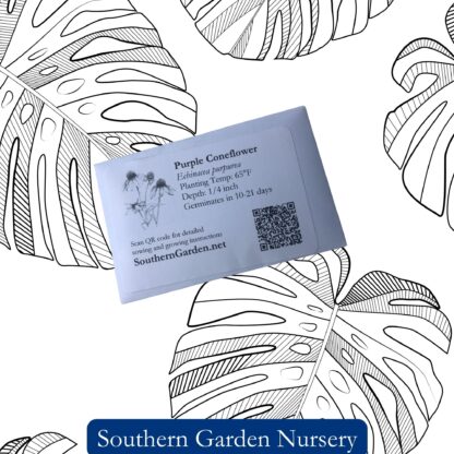 Purple Coneflower Seeds, Echinacea purpurea - Image 3