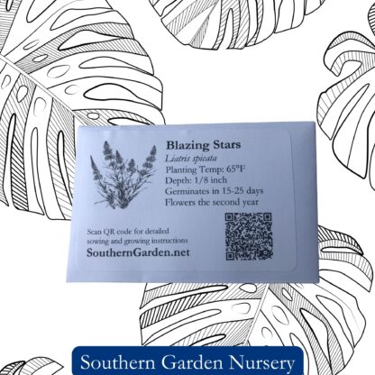 Blazing Stars / Gayfeather Seeds / Liatris spicata - Image 4