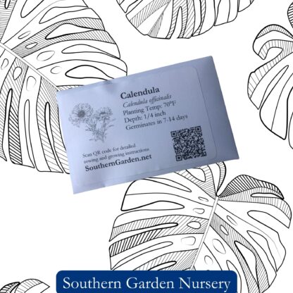 Calendula Seeds, Pot Marigold / Calendula officinalis - Image 3