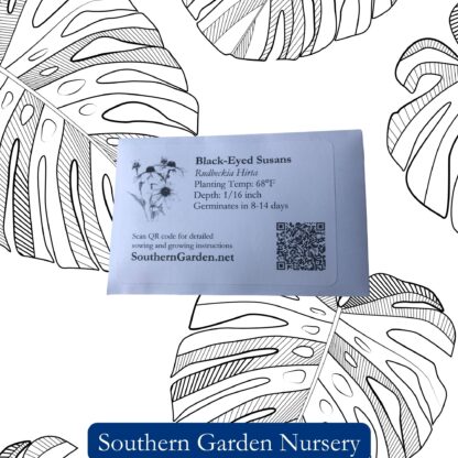 Black-eyed Susan Seed / Rudbeckia hirta - Image 4