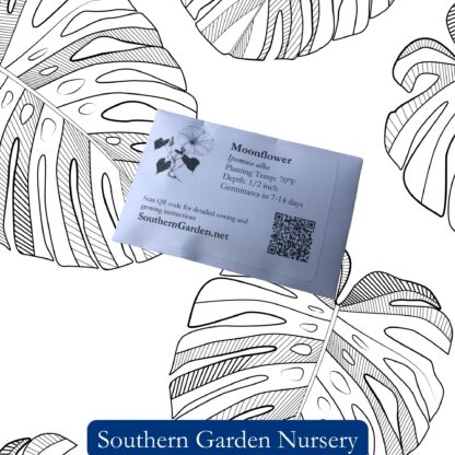 Moonflower Seeds / Ipomea alba - Image 3