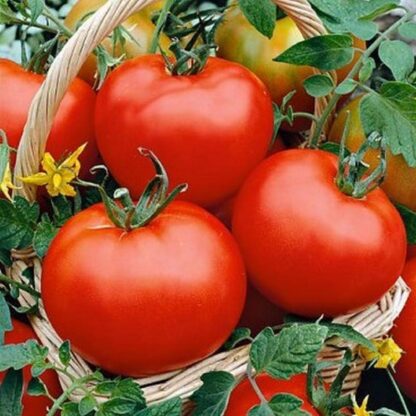 Floradade Tomato Seeds / Lycopersicon lycopersicum 'Floradade' - Image 4