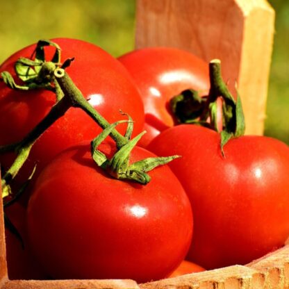 Floradade Tomato Seeds / Lycopersicon lycopersicum 'Floradade' - Image 5