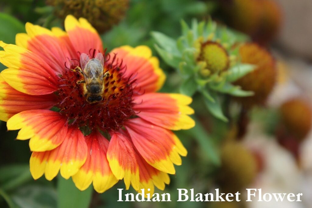 heat tolerant indian blanket flower