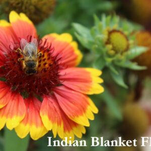 heat tolerant indian blanket flower