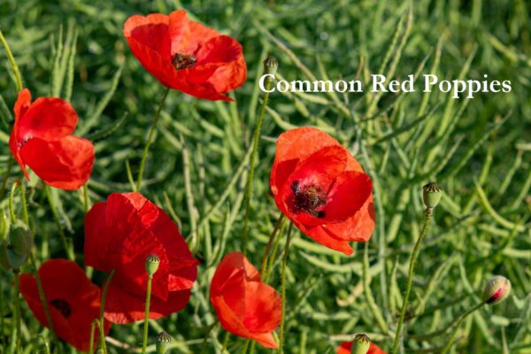 Red Poppy / Flanders Poppy, Free Shipping, Papaver rhoeas - Image 2