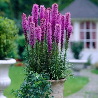 Blazing Stars / Gayfeather Seeds / Liatris spicata - Image 7