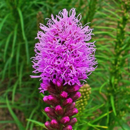Blazing Stars / Gayfeather Seeds / Liatris spicata - Image 6