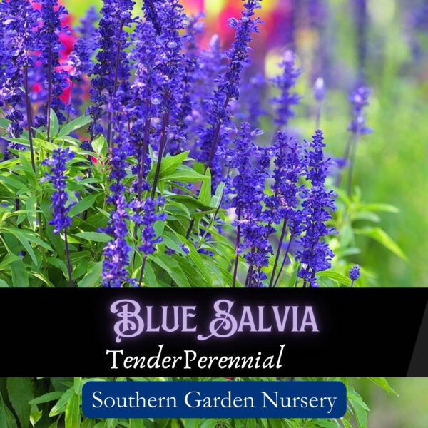 Blue salvia, Blue Sage, or Salvia farinacea