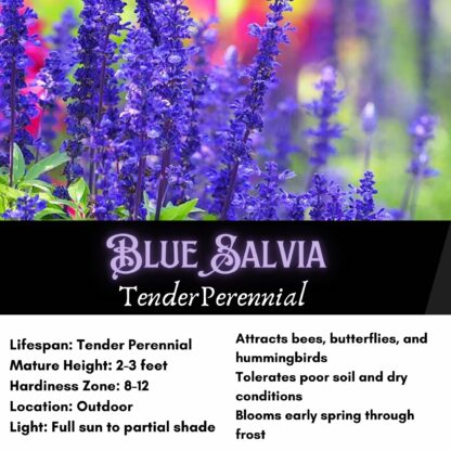 Blue Sage Seeds, Blue Salvia / Salvia farinacea - Image 2