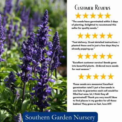Blue Sage Seeds, Blue Salvia / Salvia farinacea - Image 4