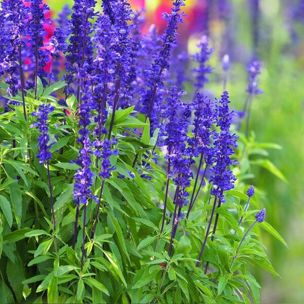 Blue Sage Seeds, Blue Salvia / Salvia farinacea - Image 7
