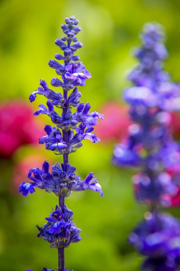 Blue Sage Seeds, Blue Salvia / Salvia farinacea - Image 8