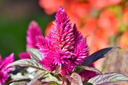 Pampas Plume Celosia, Free Shipping, Celosia argentea plumosa - Image 2