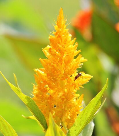 Pampas Plume Celosia, Free Shipping, Celosia argentea plumosa - Image 3
