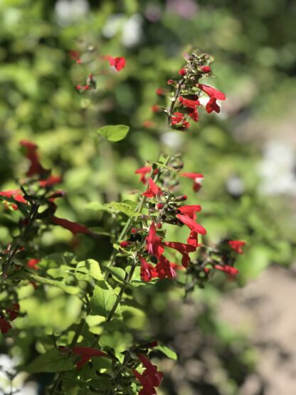 Scarlet Sage Seeds, Tropical Sage / Salvia coccinea - Image 7