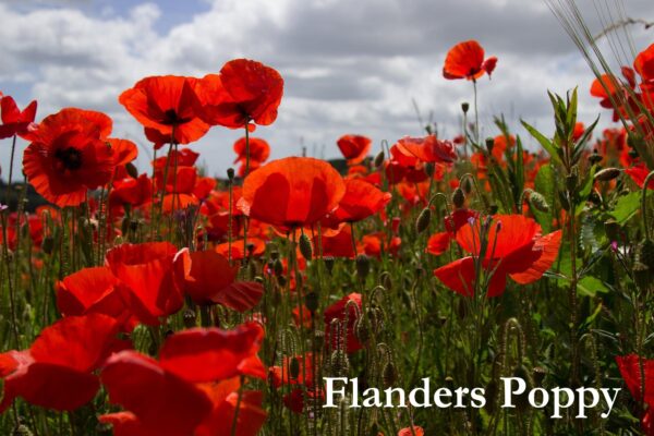 Red Poppy / Flanders Poppy, Free Shipping, Papaver rhoeas - Image 3