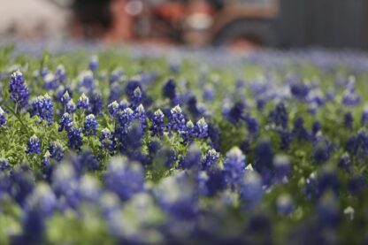 Texas Bluebonnets Seeds, Lupinus texensis - Image 7