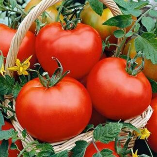 Floradade Tomato Seeds / Lycopersicon lycopersicum 'Floradade'